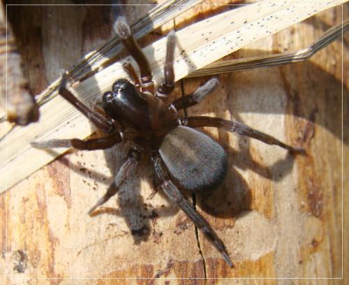 Réf. 187 292 : Amaurobius sp.